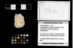 Foto (Objekt + Etikett) von Cracensigillatus acutirostrus (Moericke, 1889)  (NHMW-GEO-2014-0194-0670)